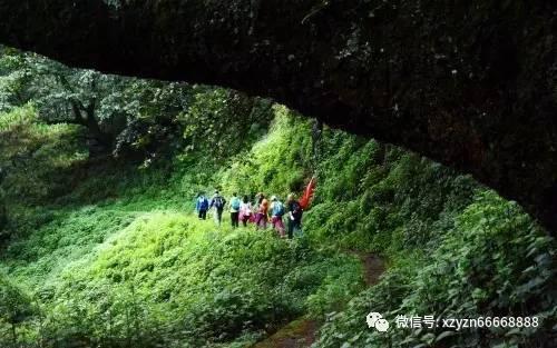 桂平召开木薯机收现场观摩会